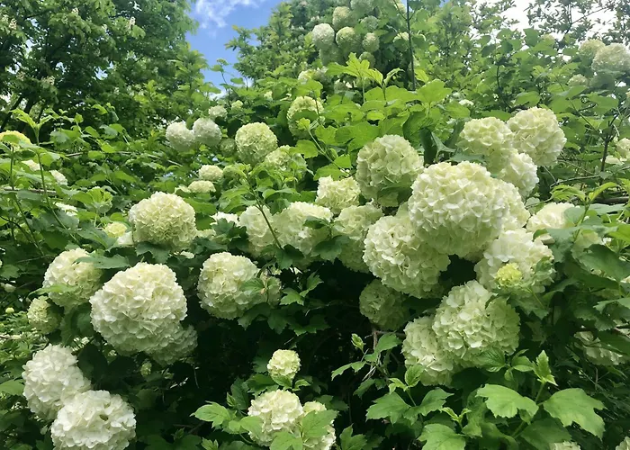 Guest house La Corte Vicino Maranello *