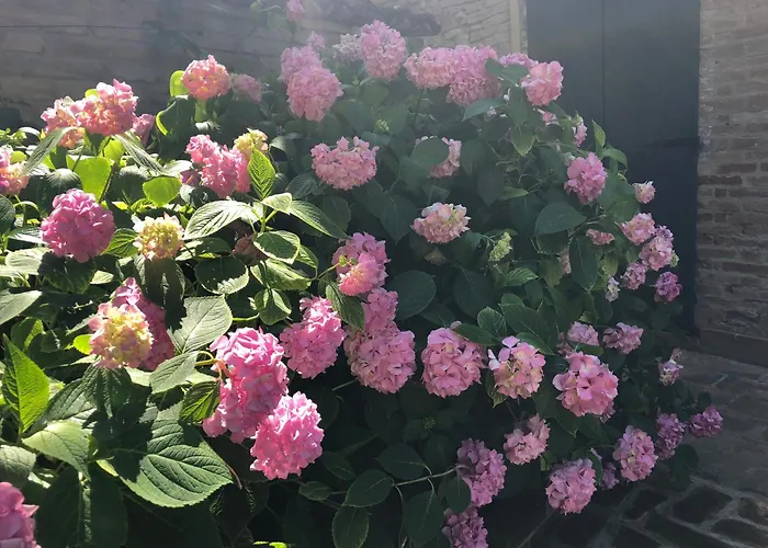 La Corte Vicino Maranello Guest house Montale (Emilia-Romagna)