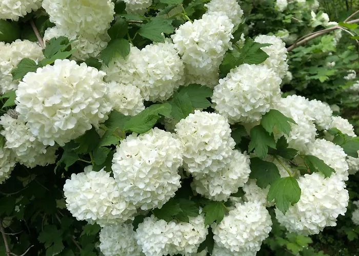 La Corte Vicino Maranello Guest house *