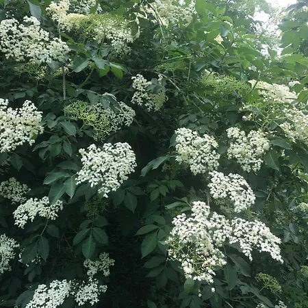 Pensjonat La Corte Vicino Maranello Montale (Emilia-Romagna)