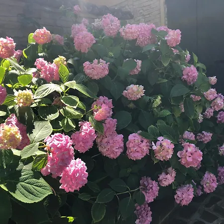 La Corte Vicino Maranello Pensjonat Montale (Emilia-Romagna)