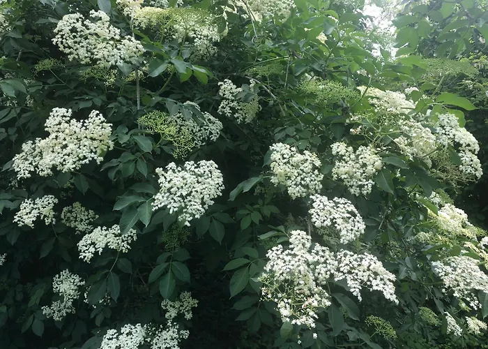 게스트하우스 La Corte Vicino Maranello Montale (Emilia-Romagna)