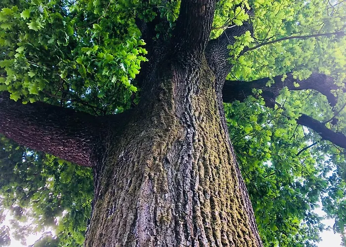 La Corte Vicino Maranello 게스트하우스 Montale (Emilia-Romagna)